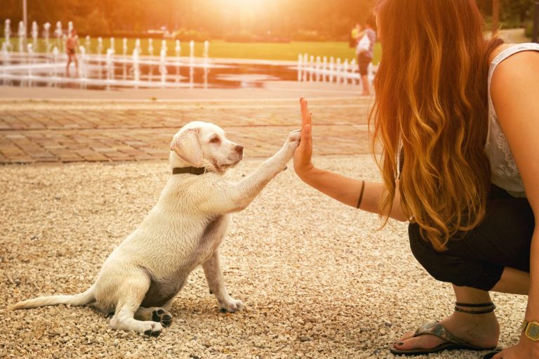 Dressage en positif. Dressage en douceur. Dressage canin personnalisé. Education chien cours pour chien chiot dressage chien