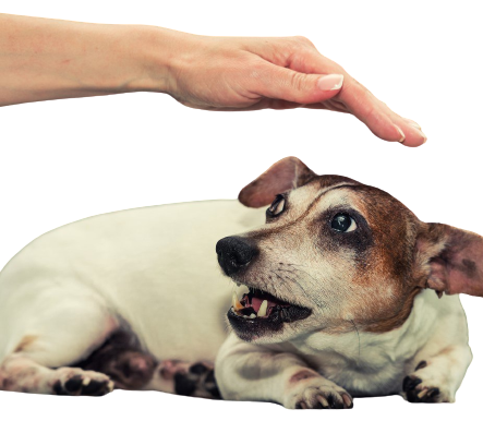 chien peureux. Chien craintif. Fearful dog. Rééducation comportementale Socialisation des chiens Cours de dressage