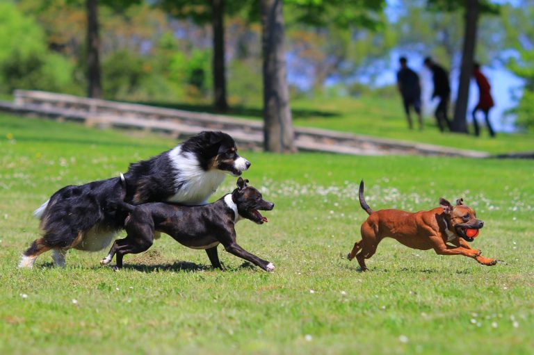 Comprendre le langage corporel du chien. Promenade en laisse. Cours en groupe pour chiens. Clicker training avancé. Dressage de chien de troupeau. Éducateur canin expérimenté. Cours collectif chien. Chien en groupe. Education du chien. 