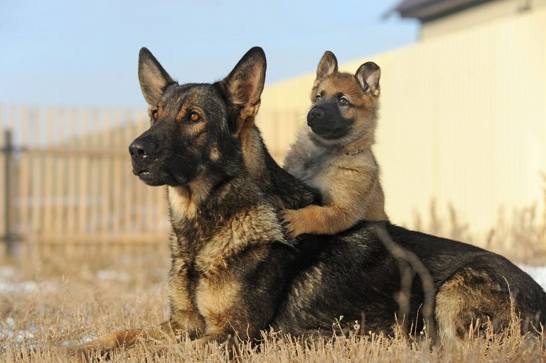Analyse du chien. Éducation à la propreté. Comportement canin. Formation de chiot. Obéissance canine. Rééducation comportementale. Socialisation des chiens 