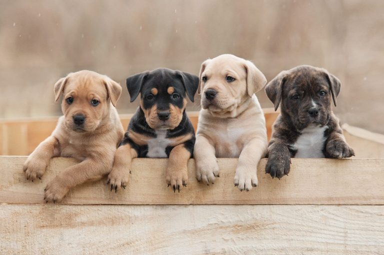 Evalutation pour chiot. Portée chiots. Famille pour chiot. Clicker training. Clicker training pour chiots. Dressage en positif. Dressage en douceur. Dressage canin personnalisé