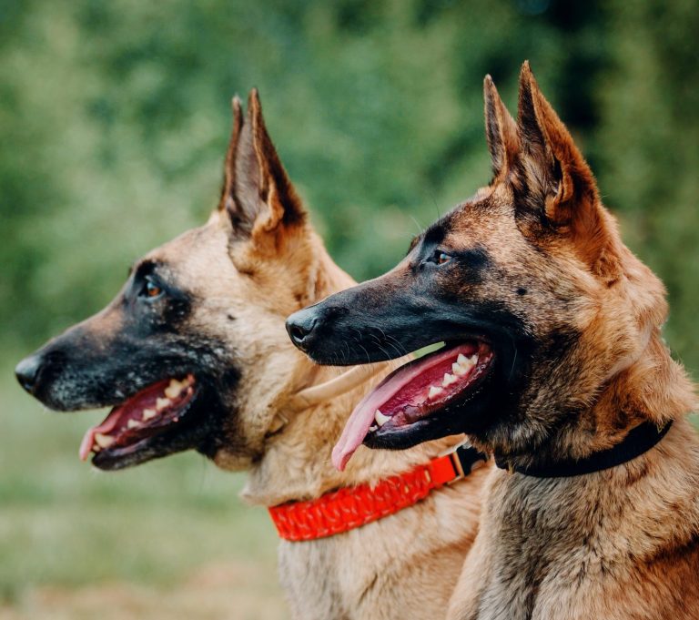 Éducateur comportementaliste canin dresseur pour chien  NIORT 79000 gestion des émotion malinois border collie cours après les vélos poursuit les coureurs les vélos je ne comprend pas mon chien dresser sont chien bouledogue français pas propre à la maison détruis la maison à manger mon canapé  dressage précision  