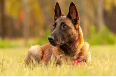 Éducateur comportementaliste canin dresseur pour chien  NIORT 79000 gestion des émotion malinois border collie cours après les vélos poursuit les coureurs les vélos je ne comprend pas mon chien dresser sont chien