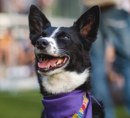 Éducateur comportementaliste canin dresseur pour chien  NIORT 79000 gestion des émotion malinois border collie cours après les vélos poursuit les coureurs les vélos je ne comprend pas mon chien dresser sont chien