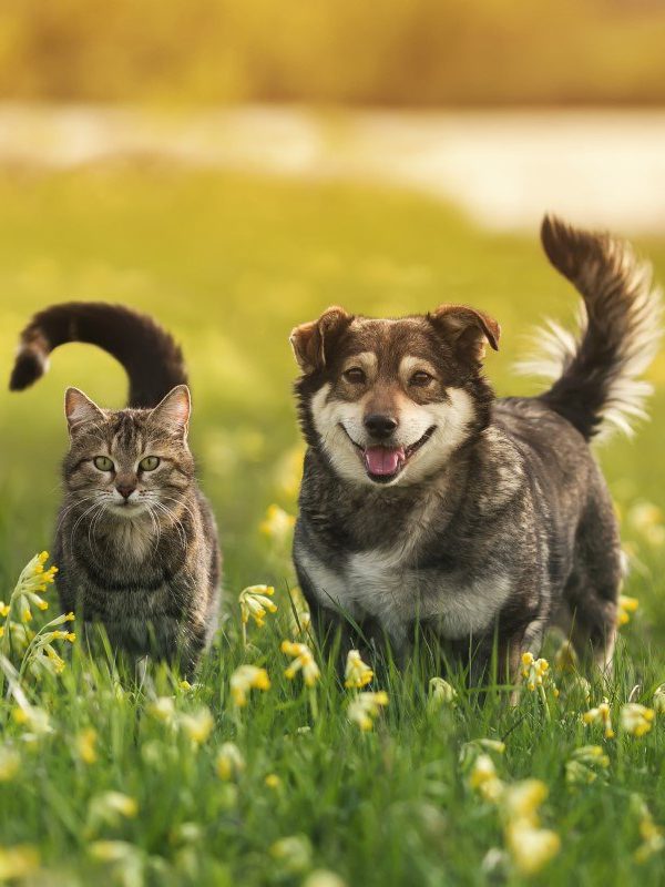 Cohabitation chien chat. Chien et chat ensemble. Introduire chien et chat. Gérer la cohabitation chien chat. Conseils pour chien et chat. Adaptation chien chat. Chien et chat dans la même maison. Relations chien chat. Interaction chien chat. Prévenir les conflits chien chat. Socialisation chien chat. Chien et chat amis. Astuces pour chien et chat ensemble. Chien et chat qui s'entendent. Coexistence chien chatChien et chat. Amitié entre un chien et un chat. Cohabitation entre un chien et un chat