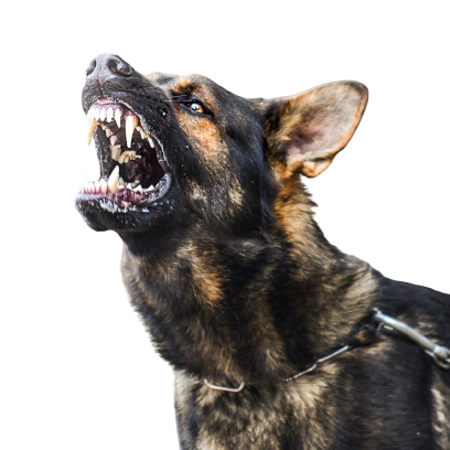aggressive dog chien dangeureux chien qui montre les dents chien en colère. Berger Allemand